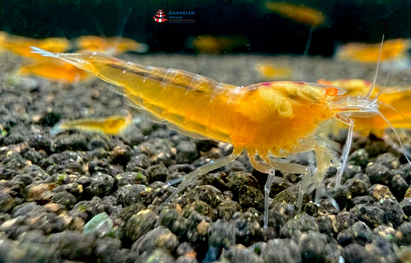 Orange King Kong oe Garnele